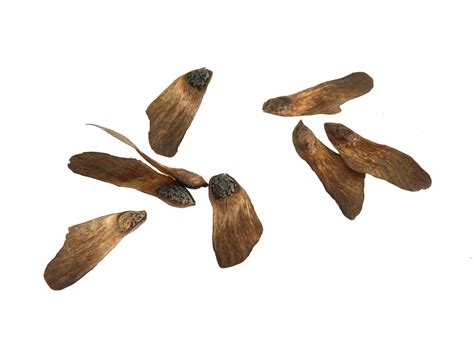 pine seeds isolated on transparent background png file 11811531 PNG
