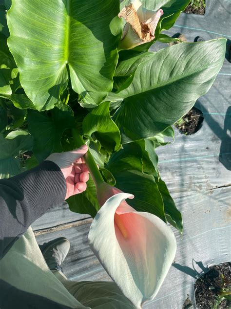 Enchanting Cascading Calla Lily Bouquets: A Guide to Elegance and ...