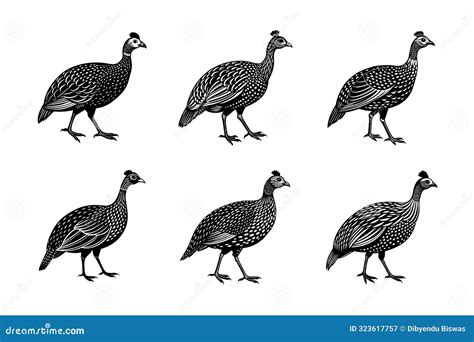 A Guineas bird is walking stock vector. Illustration of poultry - 323617757