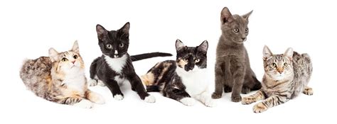 PetSmart East National Adoption Week Meet & Greet, PetSmart at Dawley ...