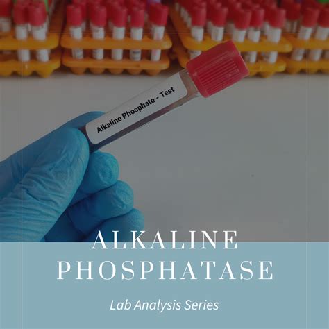 Alkaline Phosphatase (ALP): What Highs and Lows Mean in Pregnancy ...