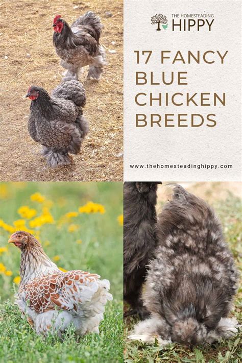 18 Fancy Blue Chicken Breeds To Consider