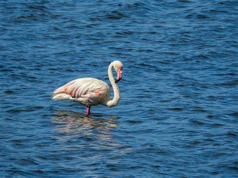 Flamingo Google Classroom Code 的图像结果