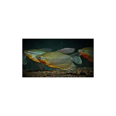 Buy Gourami Fish Online in India | Fast Delivery – tagged "freshwater ...