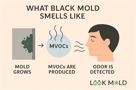 Mold Remediation in Black Mold Type