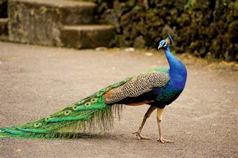 List of 7 Most Beautiful Birds in the World