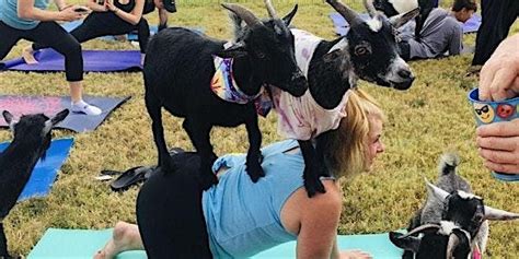 Goat Yoga @ 9Round, 9900 W Parmer Ln, Austin, 5 May 2024 | AllEvents.in