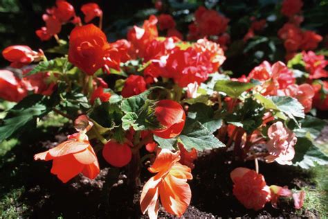 Deer-Resistant Begonias