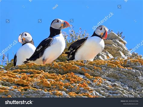 1,197 Puffin Penguin Images, Stock Photos & Vectors | Shutterstock