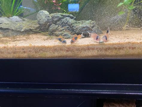 Java Moss for Corydoras Breeding 的图像结果