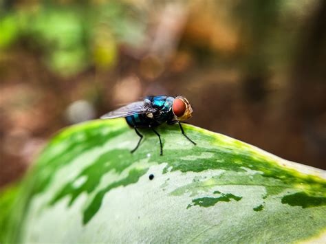 What Insects Eat Flies And Why It Matters