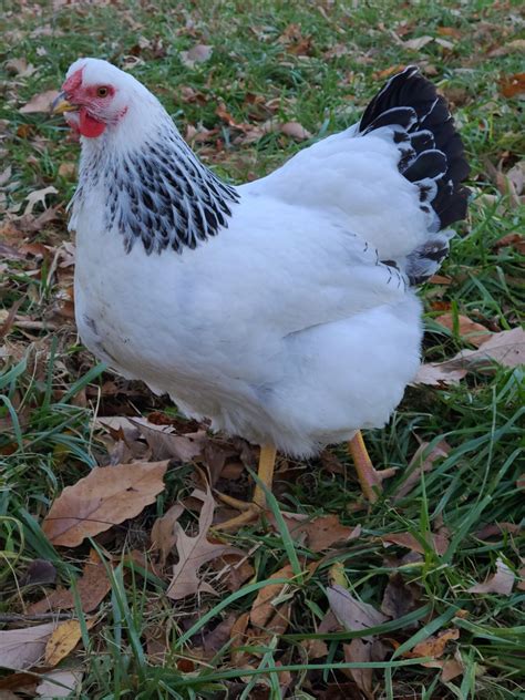 Wyandotte Chicken