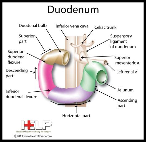 Image result for Duodenum Part
