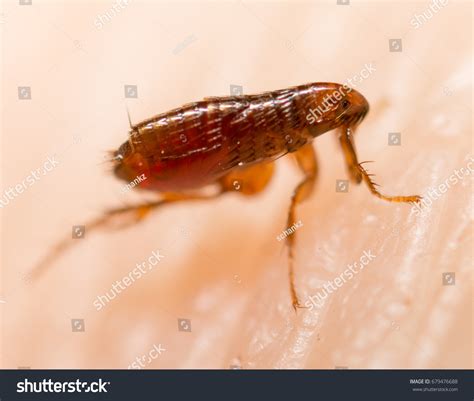 Flea 的图像结果