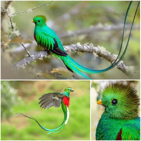 The resplendent quetzal is a sacred symbol in Mesoamerica and Guatemala ...