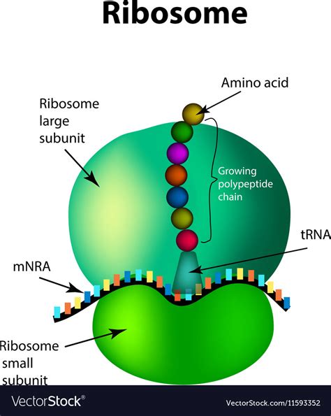 Image result for Ribosomes Structure and Function