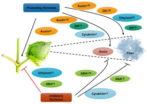 Molecular Regulation of Cotton Fiber Development: A Review