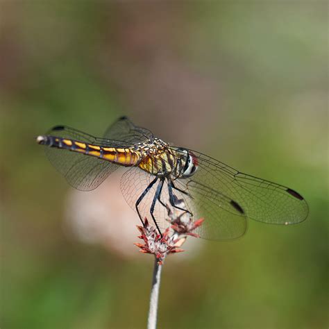 Blue Dasher from Featherly Regional Park, CA, USA on July 18, 2023 at ...