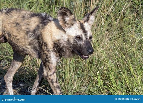 African Painted Wild Dog at Hluhluwe-Imfolozi Wildlife Park Stock Photo ...
