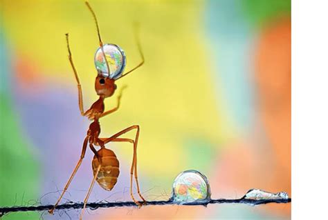 See Some Photos Of Ant How It Struggle Photographer Caputure This ...