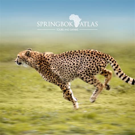 Image result for Cheetah Springbok