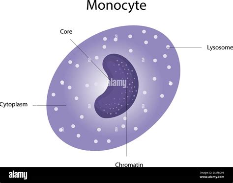 Image result for Monocyte Under Microscope