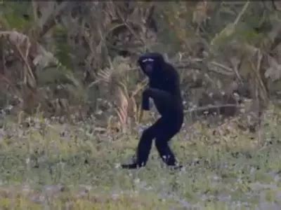 This Viral Video From Kaziranga Shows A Hoolock Gibbon Walking Like A ...
