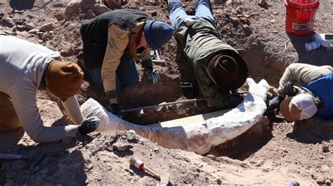 Deer hunt leads to ancient mammoth tusk discovery in West Texas