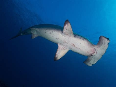Hammerhead sharks hold their breath to stay warm for successful hunt ...