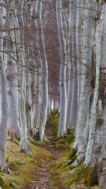 Image result for T-Tree