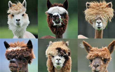 Alpaca Hair