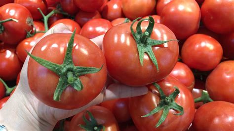 现在的番茄为啥不好吃，有三个原因，很多人不知道，尤其是第二个 - 哔哩哔哩