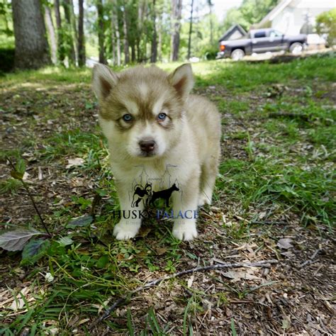 What Is A Red Husky Called at Harrison Greenwood blog