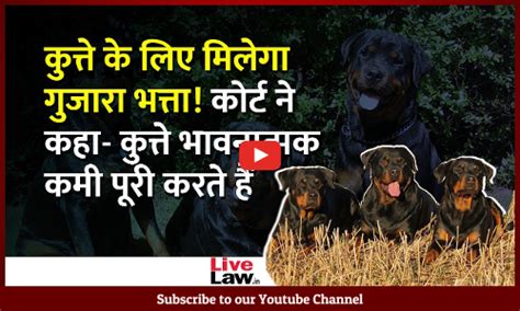 Mumbai Court Awards Maintenance For Woman’s Rottweiler Dogs In Domestic ...