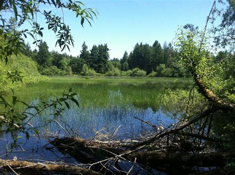 Grass Lake Nature Reserve, olympia, United States Of America - Top ...