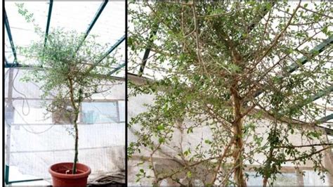 Scientists claim 1,000-year-old seed is of Biblical tree that may be ...