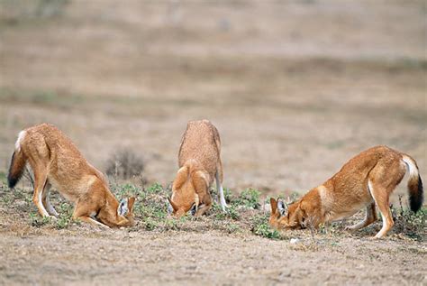 Topo 的图像结果