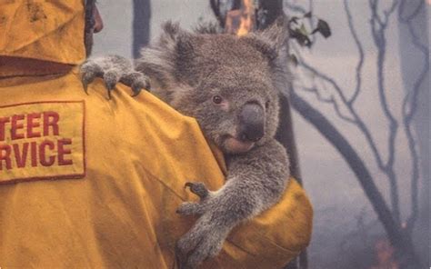 【想要得救】能有多少只考拉有幸遇到消防员啊T^T 澳洲山火惨烈，2019年9月以来仅在新南威尔士就有约4.8亿只野生动物在山林大火中丧生。_哔 ...