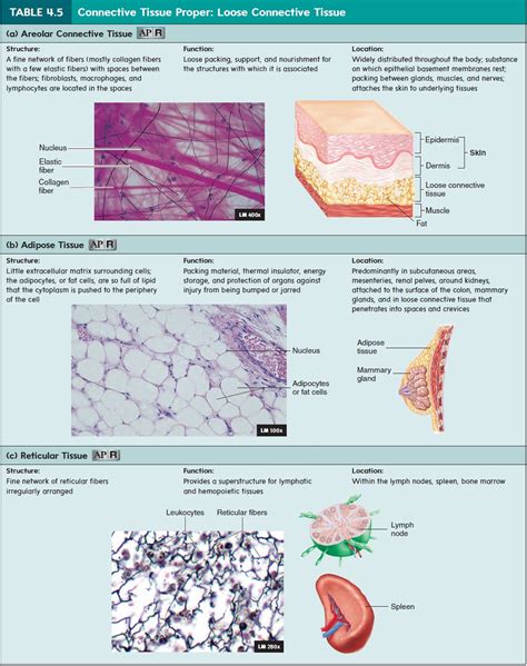 Loose Connective Tissue Reticular