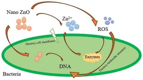 Incorporation of Nano-Zinc Oxide as a Strategy to Improve the Barrier ...