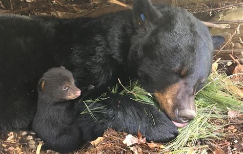Do Black Bears Wake Up During Hibernation