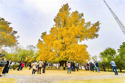 这棵树美了1200年！嘉定银杏树王迎来最佳观赏期，一睹古树风采要抓紧啦_视觉 _ 文汇网