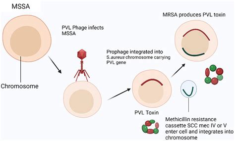 Frontiers | MRSA compendium of epidemiology, transmission ...
