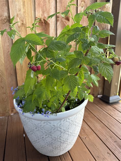 How to Grow Raspberries in Containers: A Complete Guide - Suburban Livings