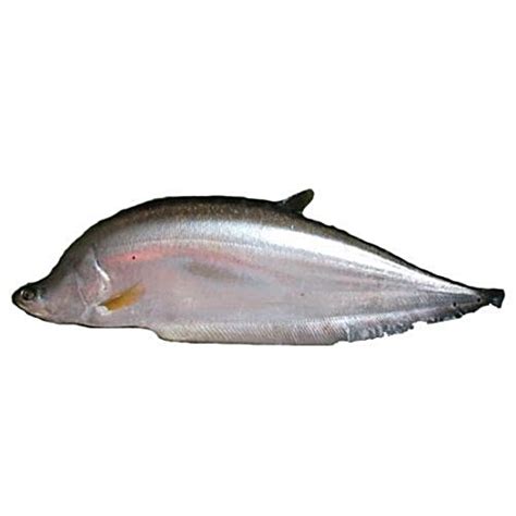 Buy Haris Fish Fish - Chitol Gada Without Cut Online at Best Price of ...