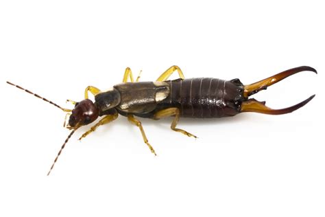 Earwig Pest Control — Major League Pest Control Vista