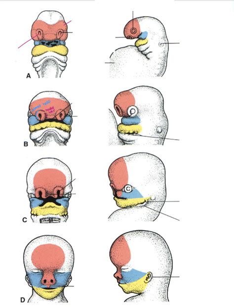 Embryonic Facial Development 的图像结果
