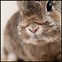 Image result for Fall Cute Bunny White
