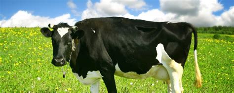 基本每天都可从奶牛身上挤奶，是不是奶牛不用怀孕就可以产奶？_腾讯新闻