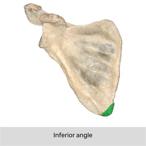 Inferior Angle Of Scapula